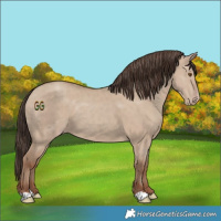 Horse Color:Classic Champagne Dun 