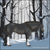Horse Color:Black 