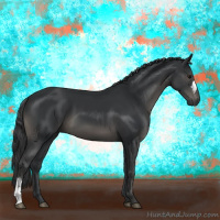 Horse Color:Black 