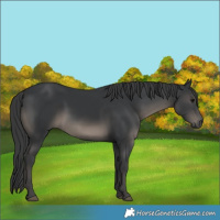 Horse Color:Black 