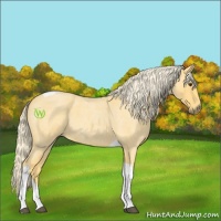 Horse Color:Palomino Roan Tobiano 