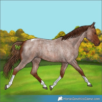Horse Color:Red Roan Tobiano 