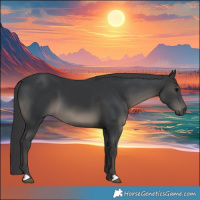 Horse Color:Black 