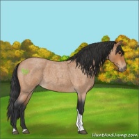 Horse Color:Bay Roan Tobiano 