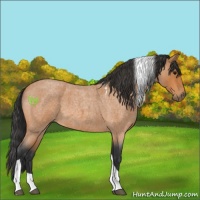 Horse Color:Bay Roan Tobiano 
