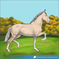 Horse Color:Silver Classic Champagne Dun Splash Frame 