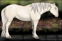 Horse Color:Gold Cream Champagne Pearl Dun