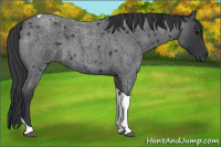 Horse Color:Blue Roan Tobiano 