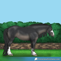 Horse Color:Black 