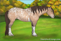 Horse Color:Amber Champagne Sabino Tobiano Appaloosa  and Amber Champagne Sabino Tobiano Appaloosa 