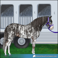 Horse Color:Liver Chestnut Sabino Splash Appaloosa  and Liver Chestnut Sabino Splash 