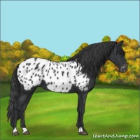 Horse Color:Black Appaloosa 