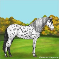 Horse Color:Black Appaloosa 