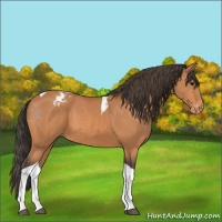 Horse Color:Bay Tobiano Appaloosa 