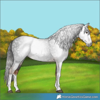 Horse Color:Gray White Spotted Liver Chestnut 