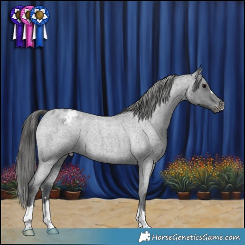 Horse Color:Blue Roan Appaloosa 