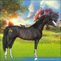 Horse Color:Brown Rabicano 