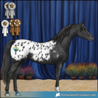 Horse Color:Black Appaloosa