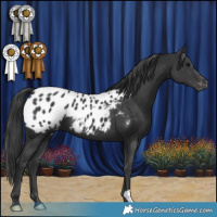 Horse Color:Black Appaloosa 