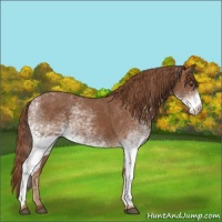 Horse Color:White Spotted Chestnut 