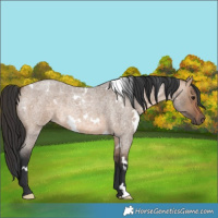 Horse Color:White Spotted Brown Roan Dun Rabicano 