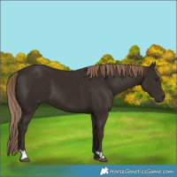 Horse Color:Liver Chestnut  and Liver Chestnut 