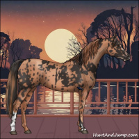 Horse Color:Liver Chestnut Sabino  and Gold Champagne Sabino 