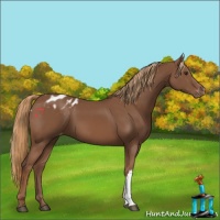 Horse Color:Chestnut Blanket 