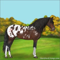 Horse Color:Bay Appaloosa