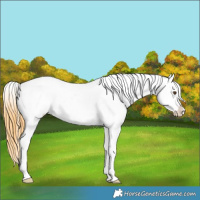 Horse Color:White Spotted Buckskin Dun Appaloosa 