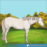 Horse Color:Smoky Creme Dun