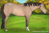 Horse Color:Sable Champagne 