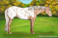 Horse Color:Silver Classic Champagne Frame Appaloosa Rabicano 