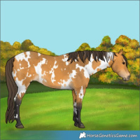Horse Color:White Spotted Buckskin 