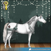 Horse Color:Gray White Spotted Liver Chestnut Splash Frame