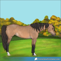 Horse Color:Bay Dun 
