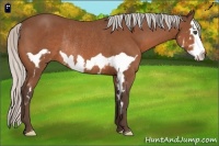 Horse Color:Silver Bay Splash Frame Rabicano