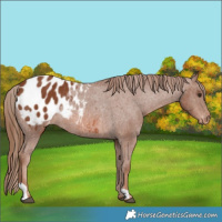 Horse Color:Chestnut Appaloosa Rabicano 