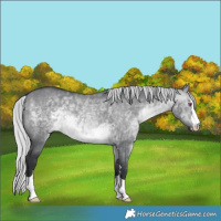 Horse Color:Silver Brown Chinchilla Dun 