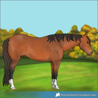 Horse Color:Bay 