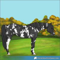 Horse Color:White Spotted Black 