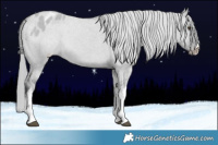 Horse Color:White Spotted Grullo Chinchilla Appaloosa 