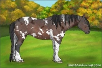 Horse Color:White Spotted Bay Ice Tobiano Rabicano 