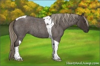 Horse Color:Liver Red Roan Tobiano Rabicano 