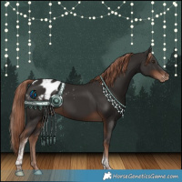 Horse Color:Liver Chestnut Tobiano Appaloosa 