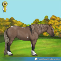 Horse Color:Liver Red Dun Tobiano 