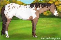 Horse Color:Sable Champagne Frame Appaloosa 