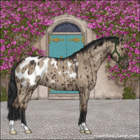 Horse Color:Liver Red Dun Appaloosa Brindle 
