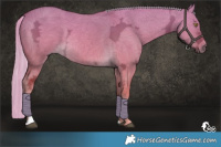 Horse Color:Palomino Ice Dun 