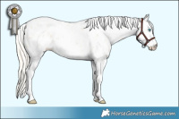 Horse Color:Palomino Pearl Sabino